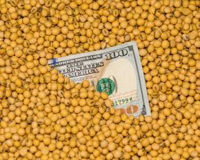 100 dollar bill in soybean seeds