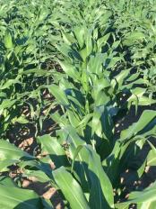 corn