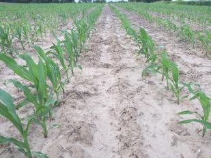 conventional corn sprayed pre-emerge