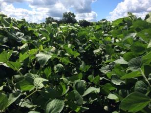 soybeans in August