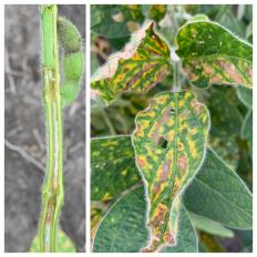 Signs of brown stem rot