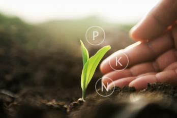corn and nutrients