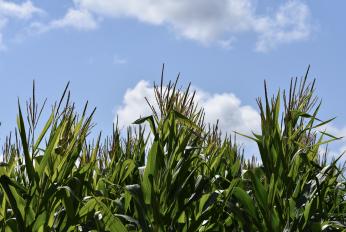 New corn varieties coming