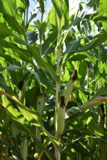 corn August 2019