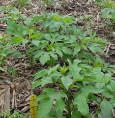 Giant ragweed