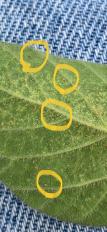 Spider mites on soybean leaf