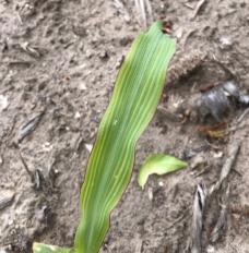magnesium deficient corn