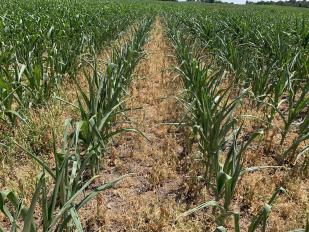 drought stressed corn 2021