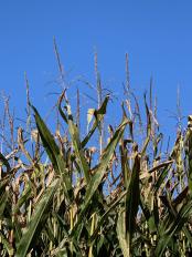 late-season corn