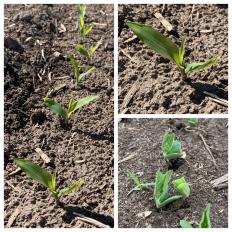 corn and soybeans May 2020