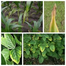 k deficient crops