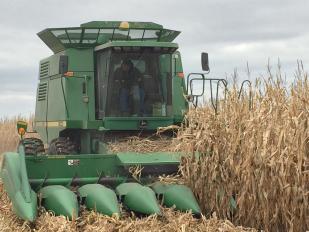 Lezer plot harvest in Foley