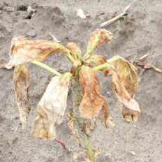 Liberty on waterhemp with no crop response on soybeans