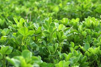 alfalfa close up