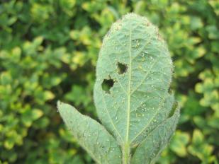 aphid infestation 2015