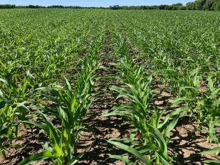 June2020 corn