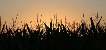 corn at sunset