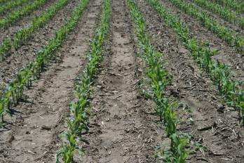 Corn at V5 stage