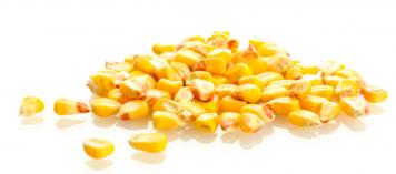 corn on white background