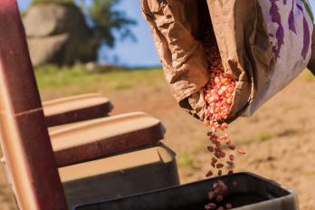 corn seed pouring from bag