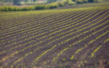 Corn Seedling Rows