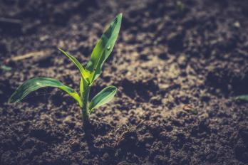 corn seedling