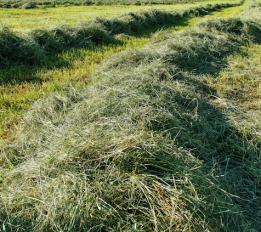 cut hay