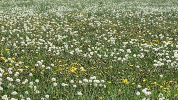 dandelions_burndown