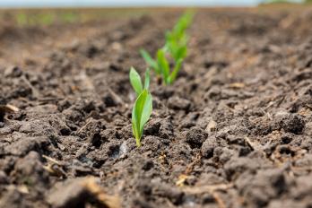 emerging corn plant