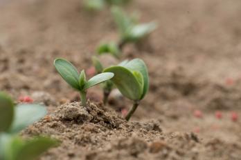 emerging soybean plant