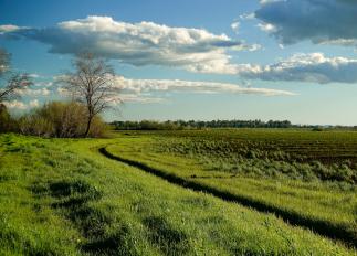 fallow field with weeds