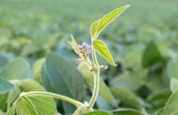 flowering soybean