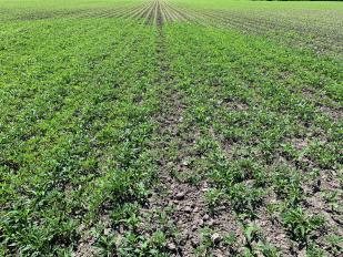 giant ragweed patch