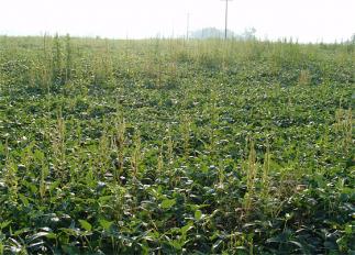 resistant weeds