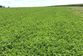 alfalfa field 2019