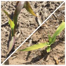 phosphorus and magnesium deficiencies