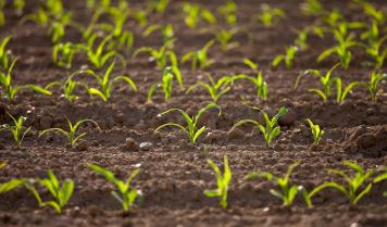 rows of corn seedlings