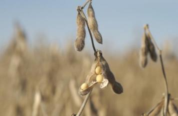 soybean