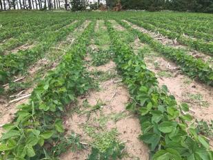 Weedy Soybean