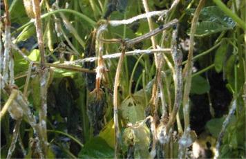 white mold on soybeans2