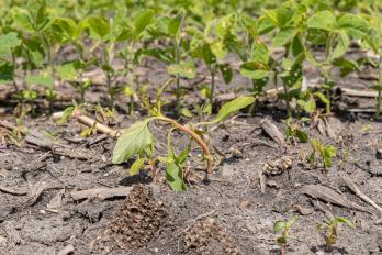 wilted waterhemp