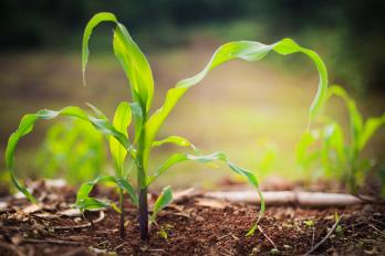 young corn seedling