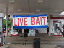 Live Bait