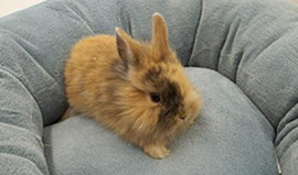 rabbit