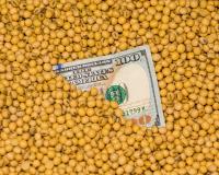 100 dollar bill in soybean seeds