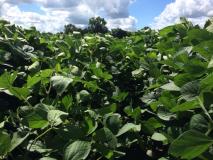 soybeans in August