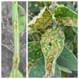 Signs of brown stem rot