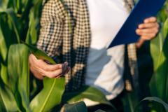taking notes in corn field