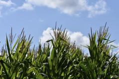 New corn varieties coming
