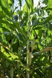 corn August 2019